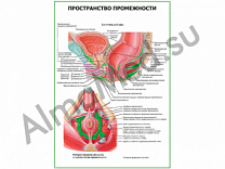 Пространство промежности плакат глянцевый/ламинированный А1/А2 (глянцевый	A2)