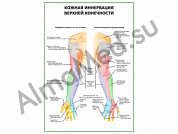 Кожная иннервация верхней конечности плакат глянцевый/ламинированный А1/А2 (глянцевый	A2)
