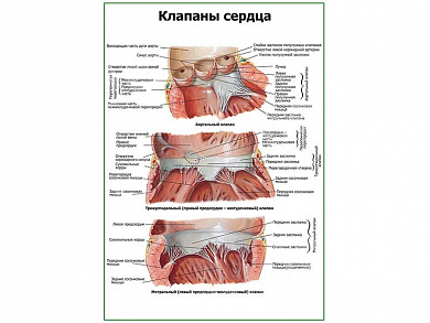 Клапаны сердца плакат глянцевый А1/А2 (глянцевый A1)