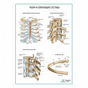 Ребра и связующие суставы плакат глянцевый А1+/А2+ (глянцевый холст от 200 г/кв.м, размер A1+)