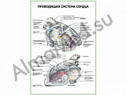 Проводящая система сердца плакат ламинированный А1/А2 (ламинированный	A2)