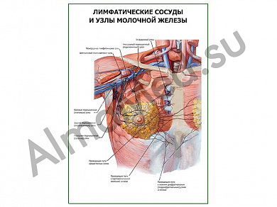 Лимфатические сосуды и узлы молочной железы плакат глянцевый/ламинированный А1/А2 (глянцевый	A2)