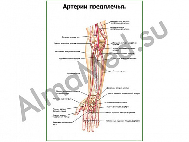 Артерии предплечья плакат глянцевый/ламинированный А1/А2 (глянцевый	A2)