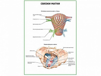 Связки матки. Схема плакат глянцевый А1/А2 (глянцевый A1)