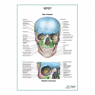 Череп и правая глазница плакат глянцевый А1+/А2+ (глянцевый холст от 200 г/кв.м, размер A1+)