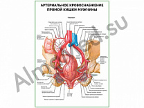 Артериальное кровоснабжение прямой кишки мужчины плакат ламинированный А1/А2 (ламинированный	A2)