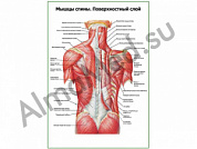 Мышцы спины, поверхностный слой плакат глянцевый/ламинированный А1/А2 (глянцевый	A2)