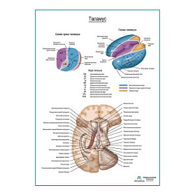 Таламус плакат глянцевый А1+/А2+ (глянцевая фотобумага от 200 г/кв.м, размер A1+)