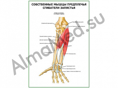 Сгибатели запястья плакат глянцевый/ламинированный А1/А2 (глянцевый	A2)