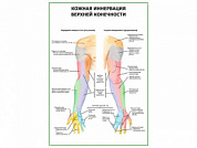 Кожная иннервация верхней конечности плакат глянцевый А1/А2 (глянцевый A1)