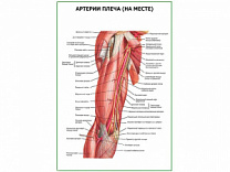 Артерии плеча на месте плакат глянцевый А1/А2 (глянцевый A1)