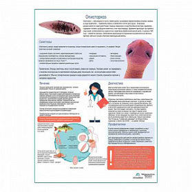 Описторхоз медицинский плакат А1+/A2+ (глянцевая фотобумага от 200 г/кв.м, размер A2+) Описторхоз медицинский плакат А1+/A2+ (глянцевая фотобумага от 200 г/кв.м, размер A2+)