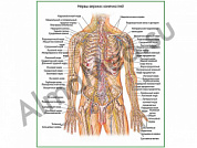 Нервы верхних конечностей, плакат ламинированный А1/А2 (ламинированный	A2)