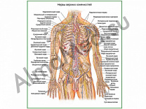Нервы верхних конечностей, плакат ламинированный А1/А2 (ламинированный	A2)