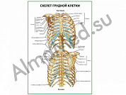 Скелет грудной клетки плакат глянцевый/ламинированный А1/А2 (глянцевый	A2)