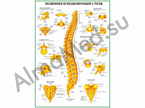 Позвонки и позвоночный столб, плакат глянцевый/ламинированный А1/А2 (глянцевый	A2)