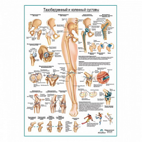 Тазобедренный и коленный суставы, плакат глянцевый А1+/А2+ (глянцевая фотобумага от 200 г/кв.м, размер A2+)