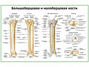 Кости голени, плакат глянцевый А1/А2 (глянцевый A2)