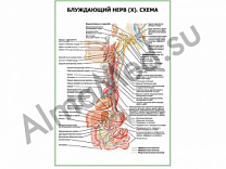 Блуждающий нерв (X). Схема плакат глянцевый/ламинированный А1/А2 (глянцевый	A2)