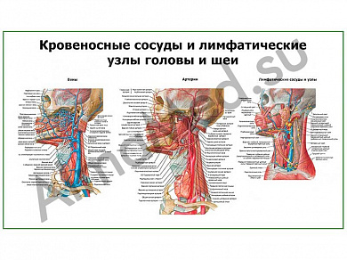 Сосуды головы и шеи, плакат глянцевый/ламинированный А1/А2 (глянцевый	A2)