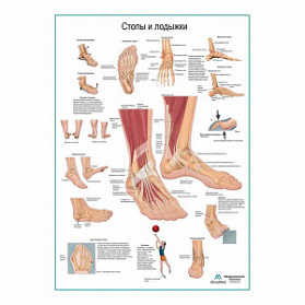 Стопы и лодыжки, плакат глянцевый А1+/А2+ (матовый холст от 200 г/кв.м, размер A1+)