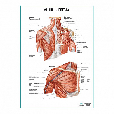 Мышцы плеча плакат глянцевый А1+/А2+ (глянцевый холст от 200 г/кв.м, размер A1+)