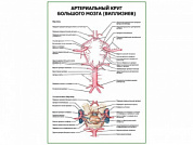 Артериальный круг большого мозга (Виллизиев) плакат глянцевый А1+/А2+ (глянцевая фотобумага от 200 г/кв.м, размер A1+)
