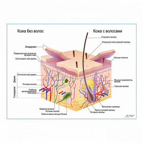 Строение кожи и волос, плакат глянцевый  А1+/А2+ ( глянцевая фотобумага от 200 г/кв.м, размер A1+)