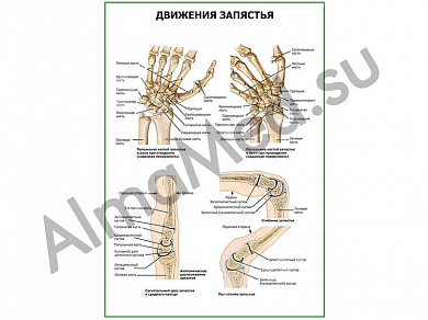 Движения запястья плакат глянцевый/ламинированный А1/А2 (глянцевый	A2)