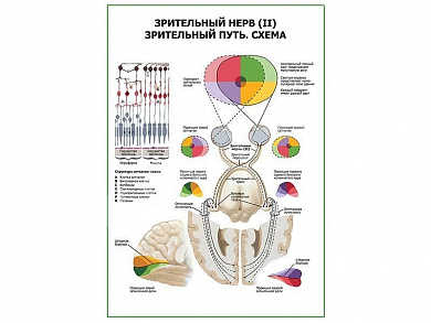 Зрительный нерв (II) Зрительный путь. Схема плакат глянцевый А1+/А2+ (глянцевая фотобумага от 200 г/кв.м, размер A2+)