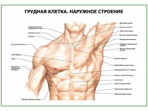 Грудная клетка. Наружное строение плакат глянцевый А1/А2 (глянцевый A1)