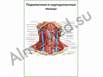 Подъязычные и надподъязычные мышцы плакат ламинированный А1/А2 (ламинированный	A2)