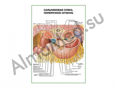 Сальниковая сумка. Поперечное сечение плакат ламинированный А1/А2 (ламинированный	A2)