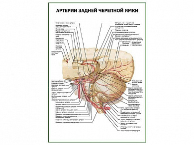 Артерии задней черепной ямки плакат глянцевый А1/А2 (глянцевый A2)
