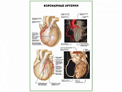 Коронарные артерии плакат глянцевый А1/А2 (глянцевый A1)