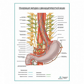 Автономная иннервация желудка и двенадцатиперстной кишки плакат глянцевый  А1+/А2+ (глянцевая фотобумага от 200 г/кв.м, размер A2+)