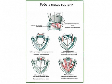 Голосообразование, плакат глянцевый А1/А2 (глянцевый A1)