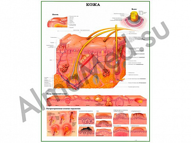 Кожа и типы нарушений, плакат ламинированный А1/А2 (ламинированный	A2)