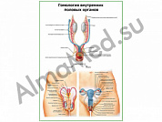 Гомология внутренних половых органов плакат ламинированный А1/А2 (ламинированный	A2)