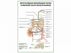 Вегетативная иннервация почек и верхней части мочеточников плакат глянцевый А1/А2 (глянцевый A1)