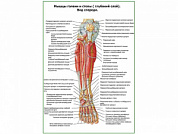 Мышцы голени и стопы глубокий слой, вид спереди плакат глянцевый А1/А2 (глянцевый A2)
