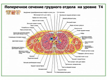 Поперечное сечение грудного отдела на уровне Т4 плакат глянцевый А1/А2 (глянцевый A2)