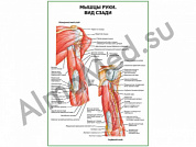 Мышцы руки вид сзади плакат ламинированный А1/А2 (ламинированный	A2)