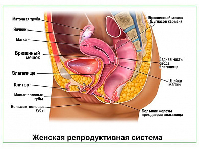 Женская репродуктивная система, плакат глянцевый А1/А2 (глянцевый A2)