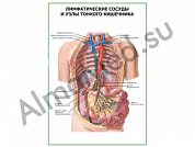 Лимфатические сосуды и узлы тонкого кишечника плакат ламинированный А1/А2 (ламинированный	A2)