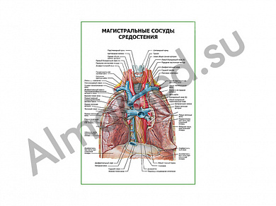 Магистральные сосуды средостения плакат ламинированный А1/А2 (ламинированный	A2)