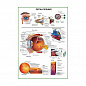 Орган зрения человека, плакат глянцевый А1/А2 (глянцевый A1)