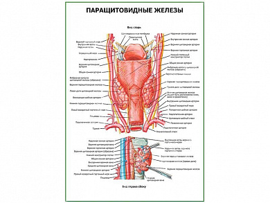 Паращитовидные железы плакат глянцевый А1/А2 (глянцевый A2)