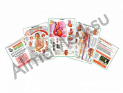Комплект плакатов для кабинета функциональной диагностики ламинированный А1/А2 (ламинированный	A2)