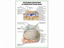 Мозговые оболочки и поверхностные вены плакат глянцевый А1/А2 (глянцевый A2)